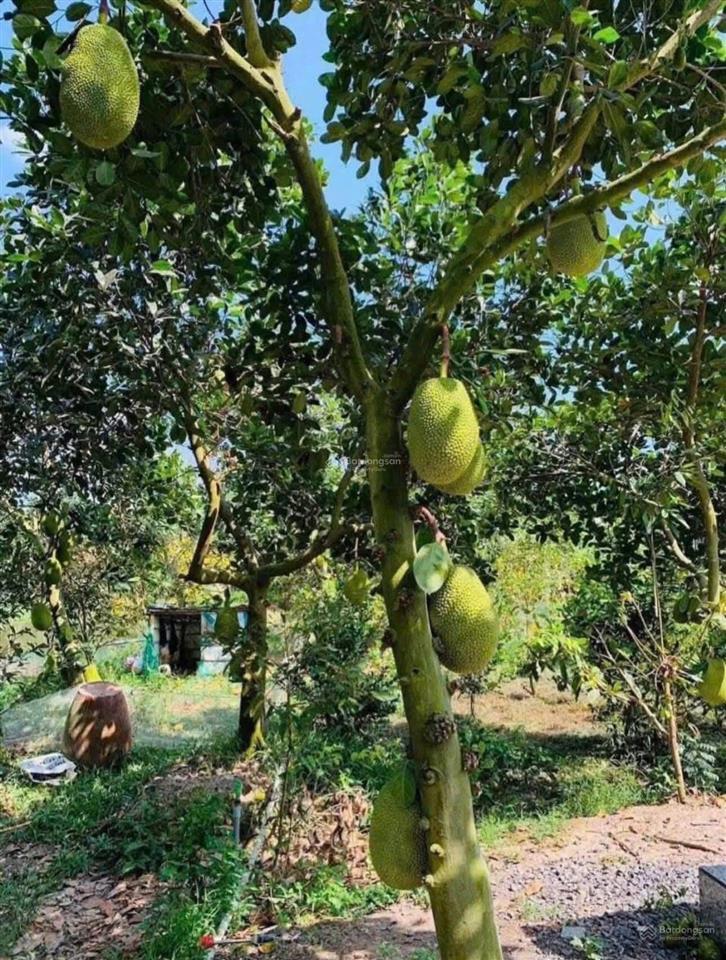 Nhà vườn cấp 4 bình chánh giá 1 tỷ 128 triệu