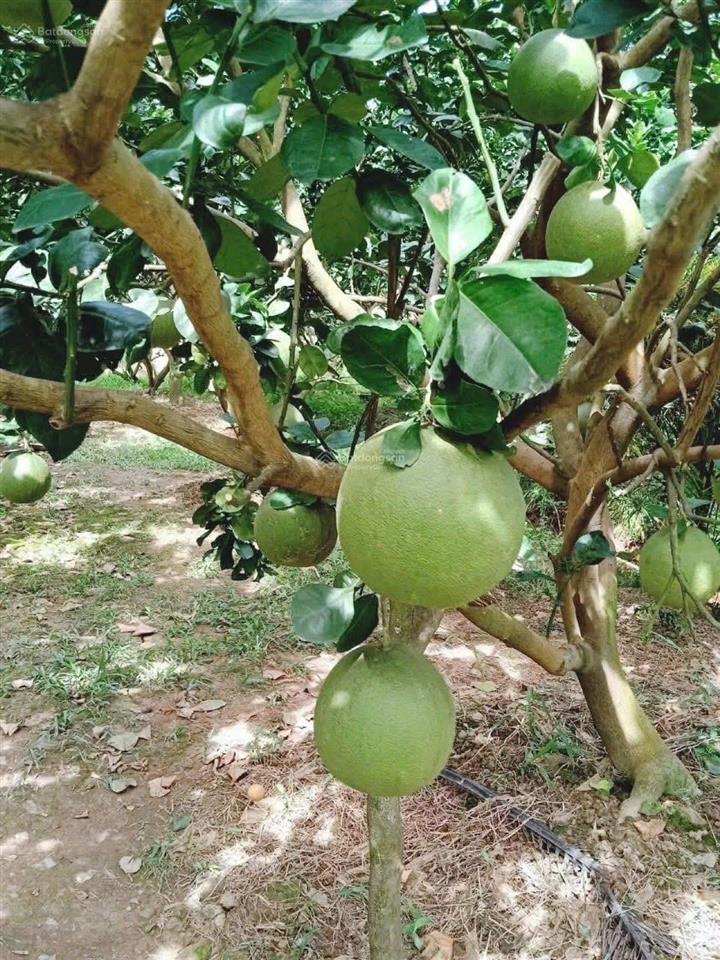 Nhà vườn cấp 4 bình chánh giá 1 tỷ 128 triệu