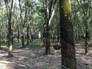 Đất dương minh châu, tây ninh giảm từ 21 tỷ còn 13.7 tỷ ( 3.895,7m2 )