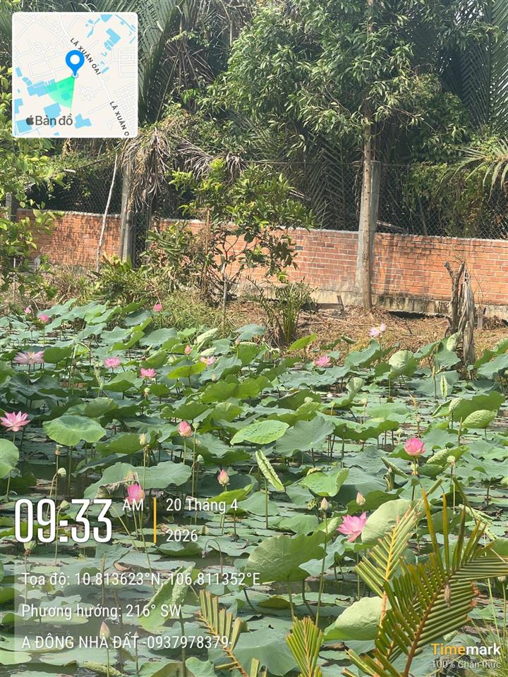 Mt lã xuân oai long trường đang mở rộng với 6 làn xe.1 hecta (10.000m2)có 2500 thổ cư .