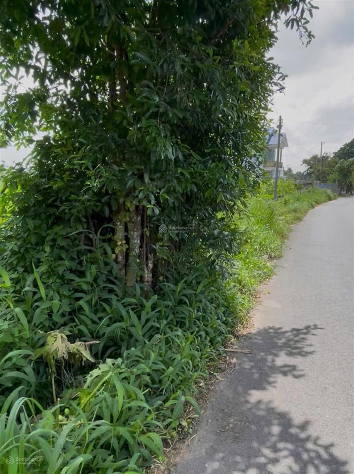 Rẻ nhất khu vực! 3300m2 khu vực có dân ở, đất đẹp bằng phẳng, đất trồng cây lâu năm, đường nhựa