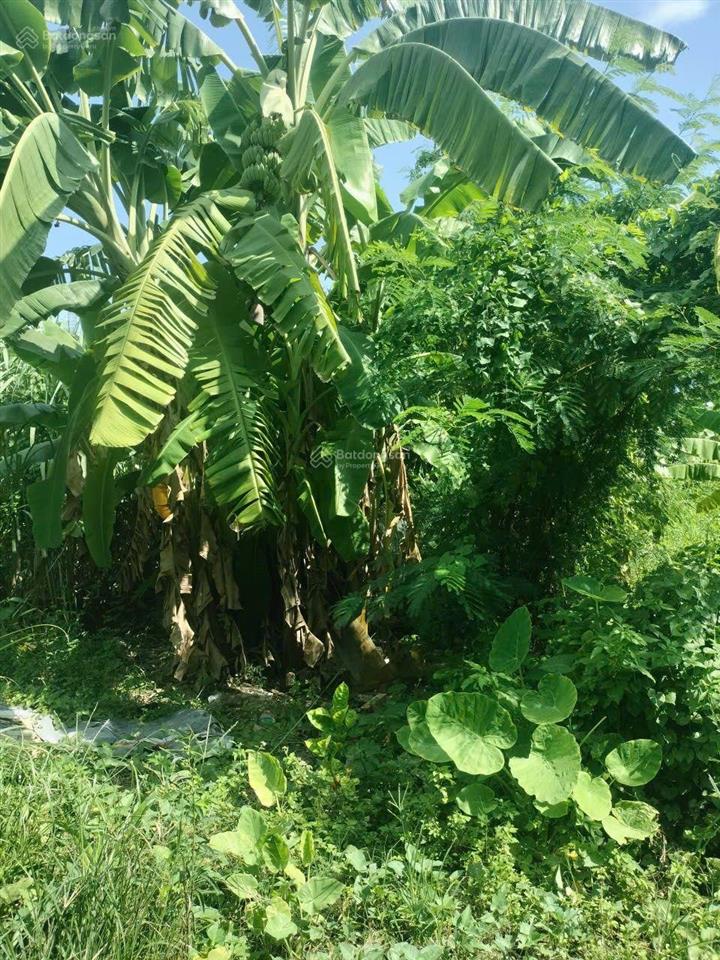 4x25m, full thổ cư, p. thạnh xuân, quận 12, hẻm oto