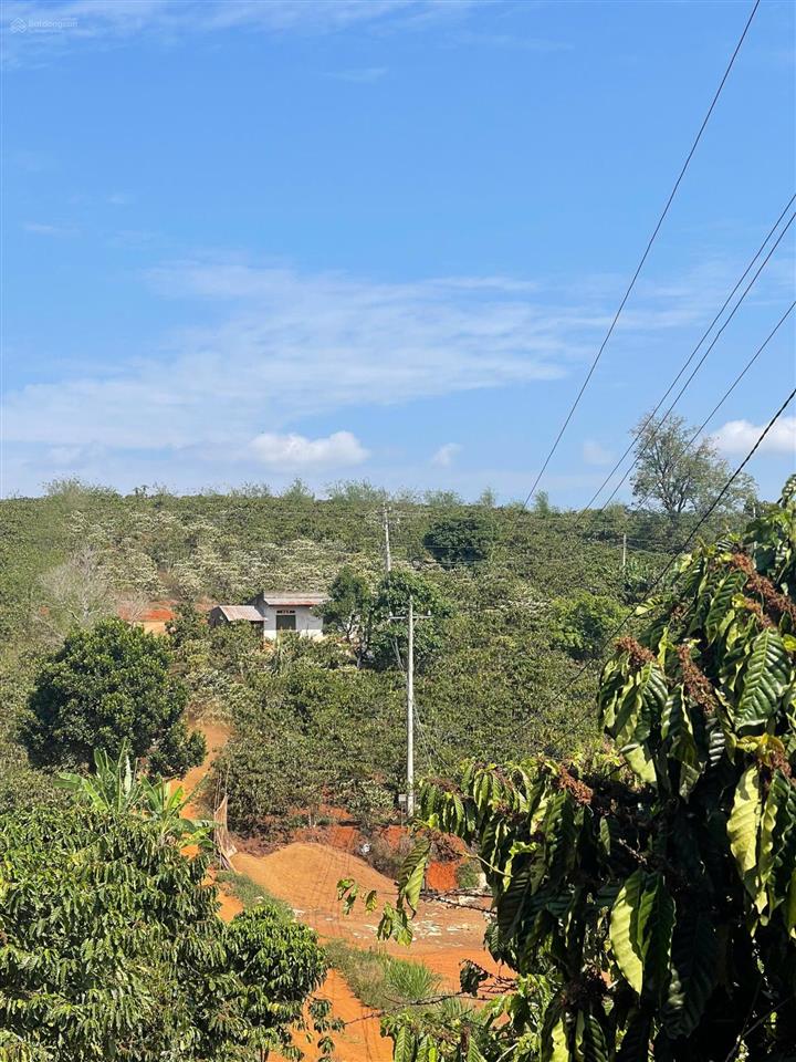 Mua đất tặng luôn vườn cà phê chỉ 1tỷ2 cho 1000m2 view đồi
