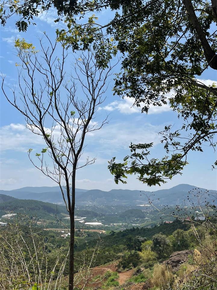 Mua đất tặng luôn vườn cà phê chỉ 1tỷ2 cho 1000m2 view đồi