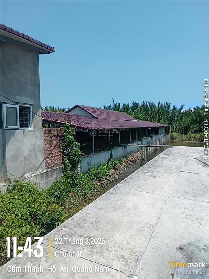 Sốc thật! 3000m² đất hội an  chỉ 1,49 tỷ