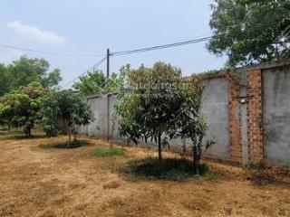 Bán hoặc cho thuê nhà vườn trồng cây ăn trái, nhuận đức, củ chi