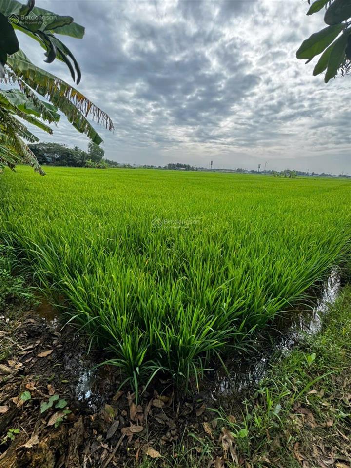Bán gấp đất 1953,4m2 tại 43/43b tổ 2, gần agora city , 3,3 tỷ vnd
