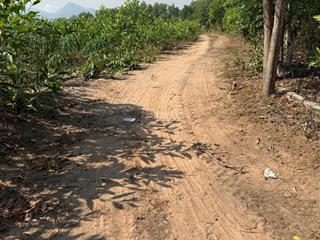 Bán đất vườn xuân hòa, xuân lộc, đồng nai đất tràm 3 năm chỉ 1,7 tỷ/mẫu tiềm năng tăng giá