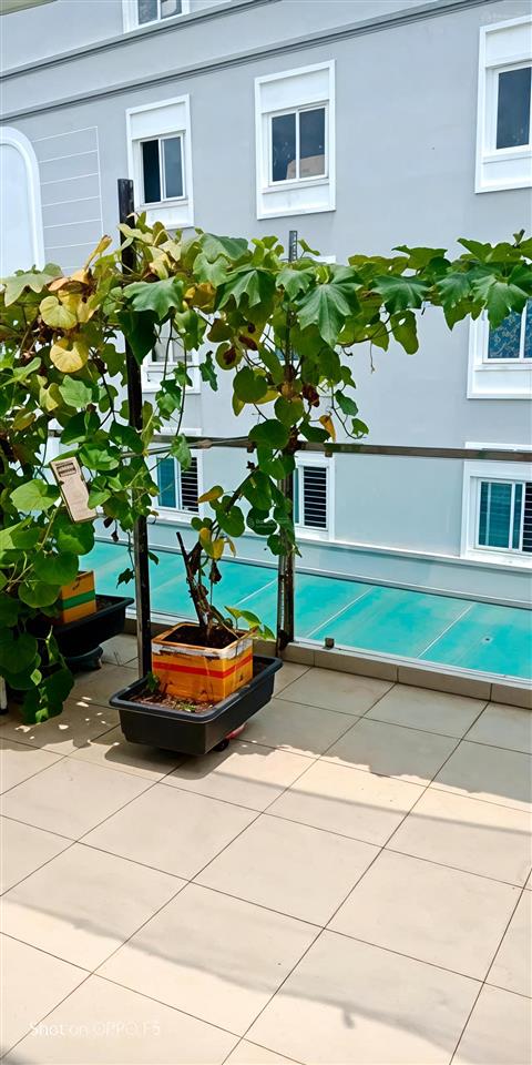 Bán nhà đường vườn lài phường an phú đông q12  96m²  3 tầng  dòng tiền 15tr/th
