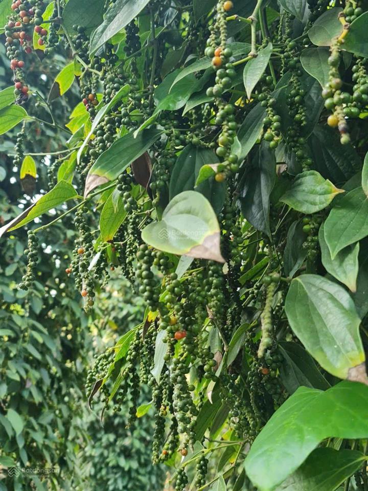 Bán đất nông nghiệp (đang được chăm sóc đẹp)