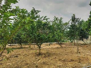 Chính chủ cần bán lô biệt thự nhà vườn thôn ninh an, hòa nhơn