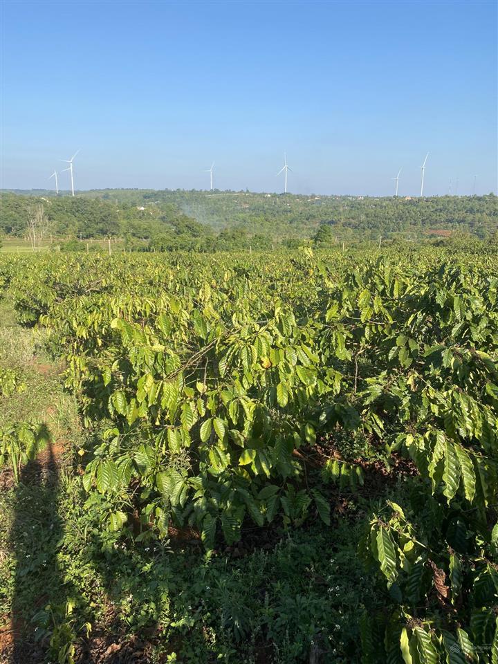 Bán đất diện tích 2,9ha tặng nhà cấp 4 tặng 5000 cây cf đang cho trái suối ôm quanh rẫy view chill