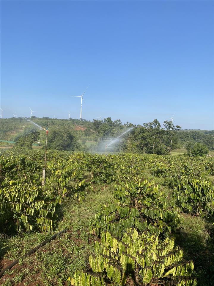 Bán đất diện tích 2,9ha tặng nhà cấp 4 tặng 5000 cây cf đang cho trái suối ôm quanh rẫy view chill
