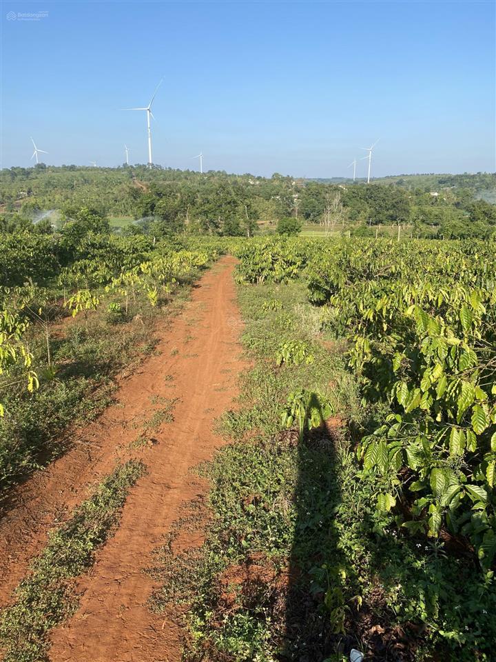 Bán đất diện tích 2,9ha tặng nhà cấp 4 tặng 5000 cây cf đang cho trái suối ôm quanh rẫy view chill