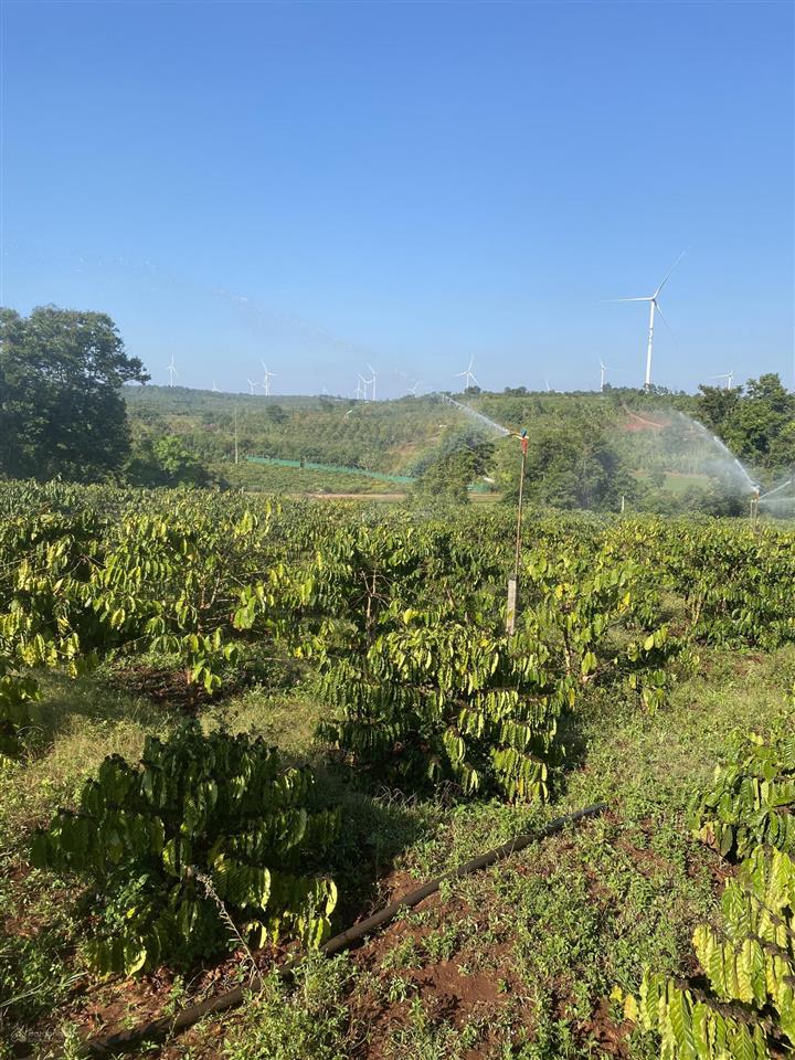 Bán đất diện tích 2,9ha tặng nhà cấp 4 tặng 5000 cây cf đang cho trái suối ôm quanh rẫy view chill