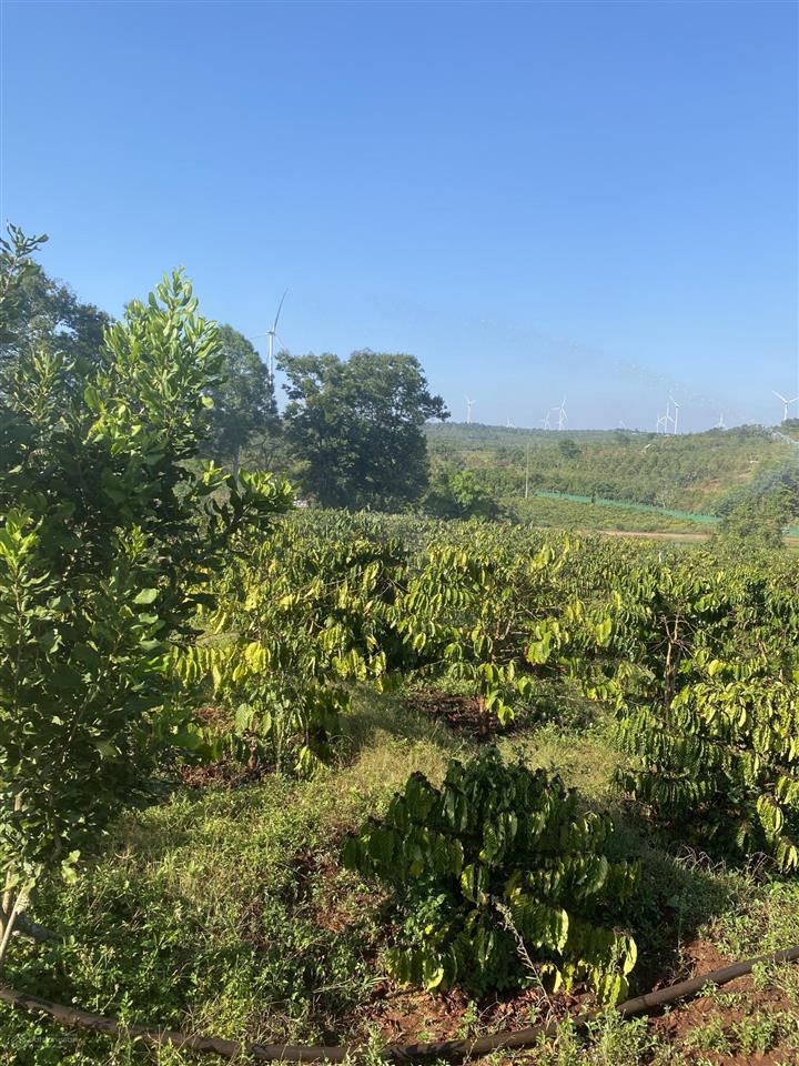 Bán đất diện tích 2,9ha tặng nhà cấp 4 tặng 5000 cây cf đang cho trái suối ôm quanh rẫy view chill