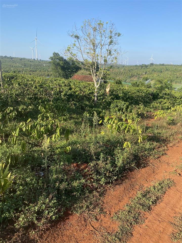 Bán đất diện tích 2,9ha tặng nhà cấp 4 tặng 5000 cây cf đang cho trái suối ôm quanh rẫy view chill