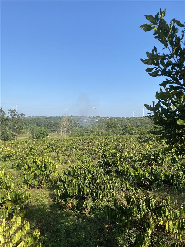 Bán đất diện tích 2,9ha tặng nhà cấp 4 tặng 5000 cây cf đang cho trái suối ôm quanh rẫy view chill