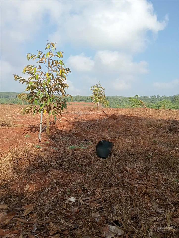 Bán gấp vườn sầu riêng 16.000m²  250 cây gần 1 năm tuổi  cẩm mỹ, đồng nai