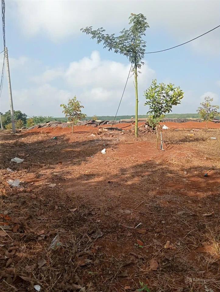 Bán gấp vườn sầu riêng 16.000m²  250 cây gần 1 năm tuổi  cẩm mỹ, đồng nai