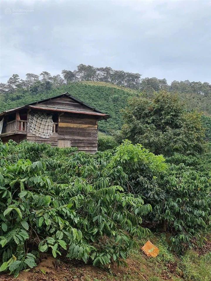 Hạ giá cần bán gấp lô đất cà phê cực đẹp trại gà ninh gia  lâm đồng dt 3,1 hecta ôm mt đường dài