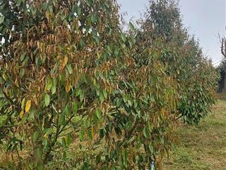 Cần bán 4 sào sầu riêng năm thứ 3, thứ 4 sẵn nhà điện, hồ, giếng khoan. đường ô tô