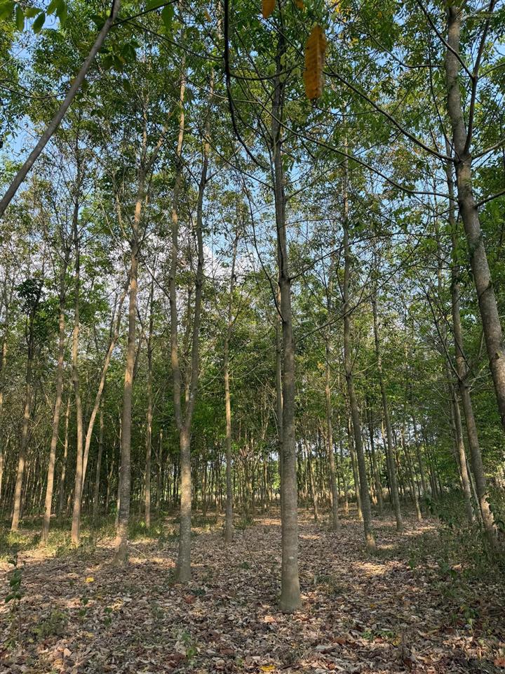Đất chính chủ, không qua trung gian  giá thương lượng