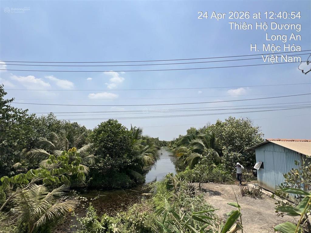 Siêu phẩm mặt tiền nhựa 12m  hơn 1.2 mẫu tại mộc hóa, tây ninh