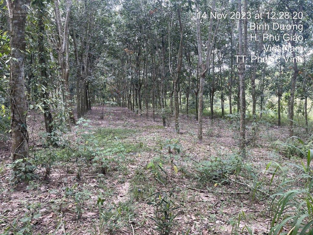 3553m2 mặt tiền nhánh bàu ao, phú giáo, bình dương đường ô tô chỉ 2 tỷ314