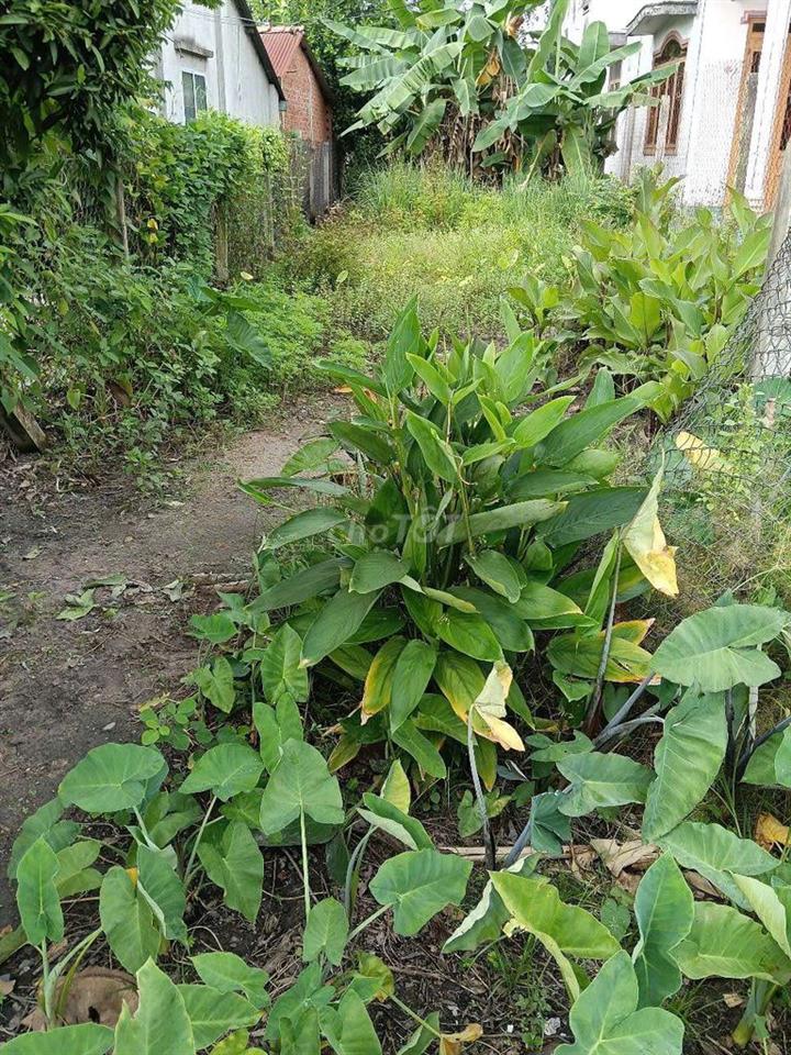 Bán đất thị xã Hoà Thành