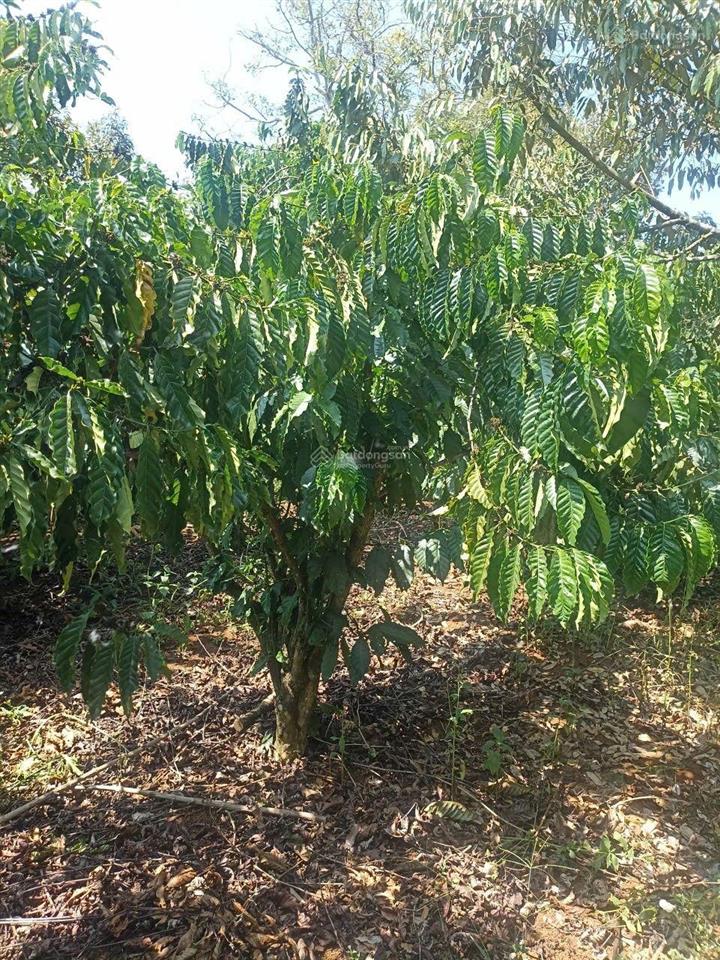Bán đất vườn s 2,1ha, full sổ, full cà, mặt đường hơn 100m, view sông tà đùng