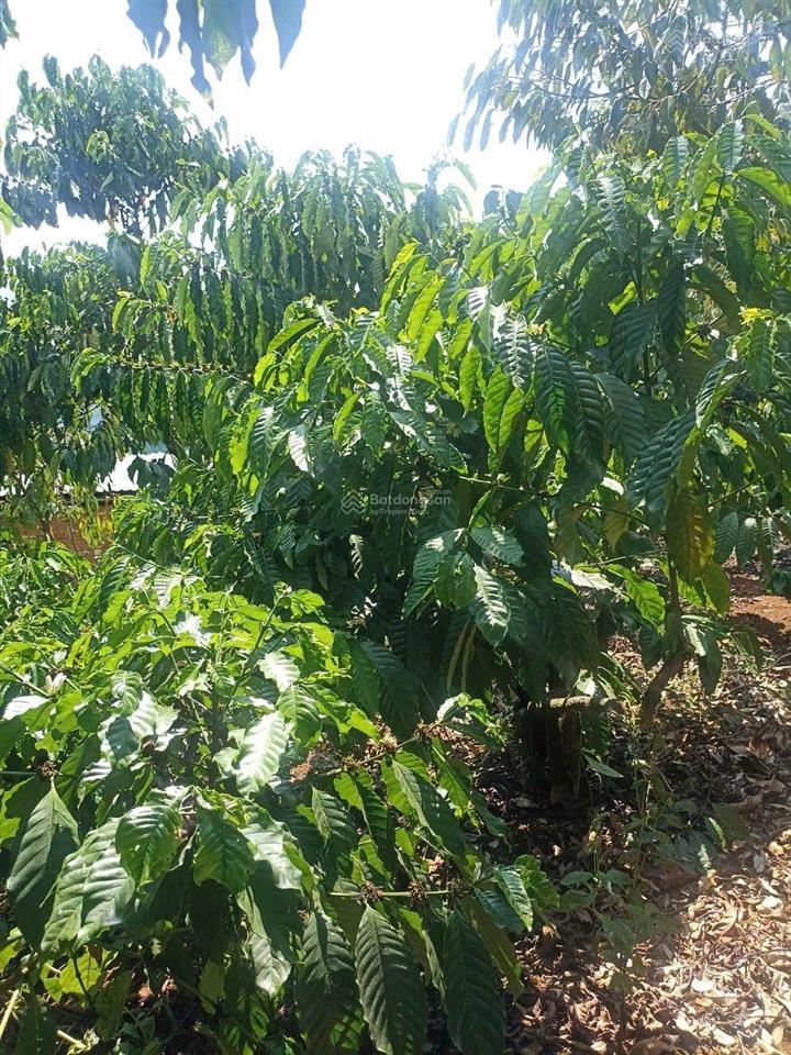 Bán đất vườn s 2,1ha, full sổ, full cà, mặt đường hơn 100m, view sông tà đùng