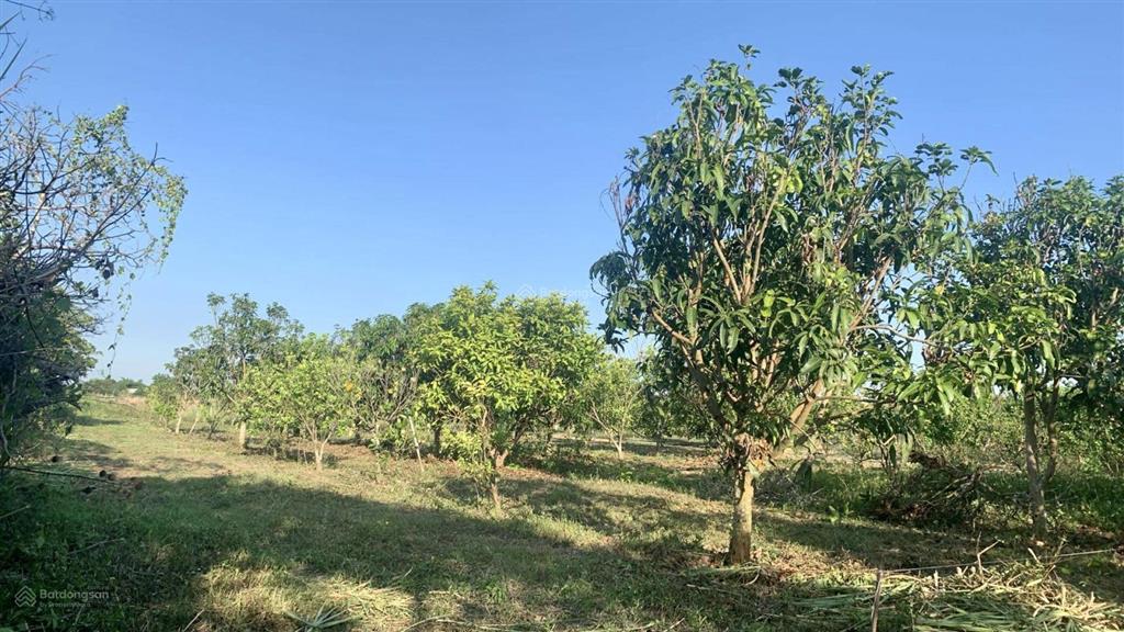 Bán đất vườn đường vườn xoài  bảo hoà