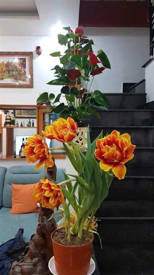 Bán nhà 4 tầng mặt tiền đường trần cao vân phường thanh khê đông, thanh khê, đà nẵng