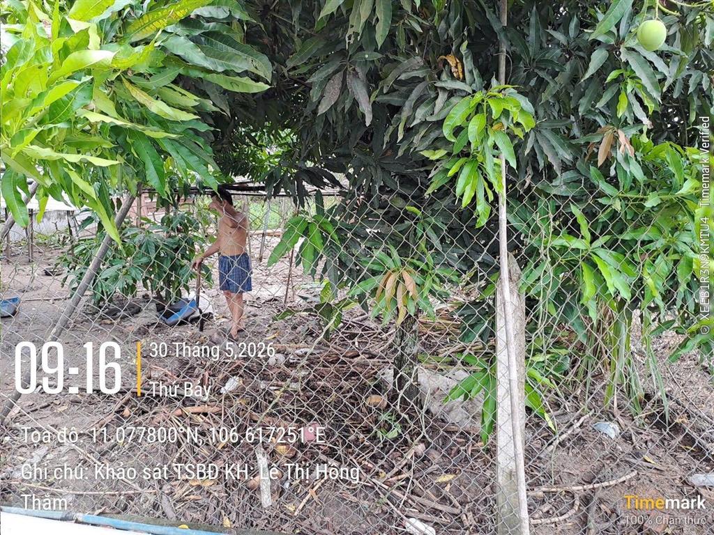 Bán gấp đất nền 297.1m2 tại tân định, bến cát, bình dương, giá ưu đãi 681 triệu