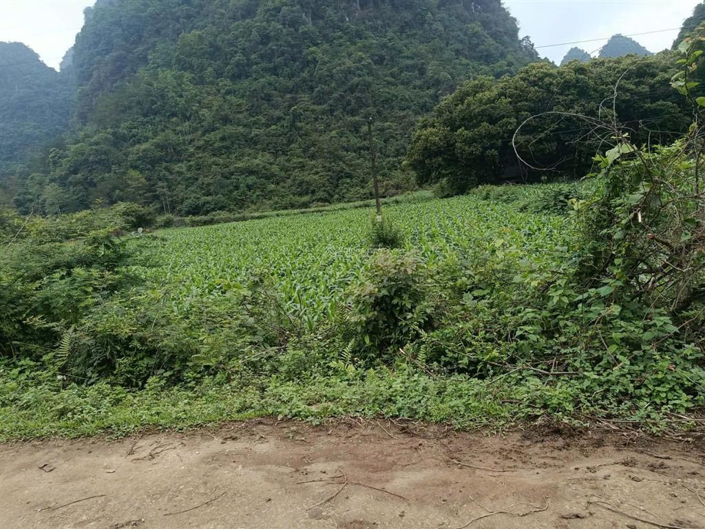 Bán đất tại đình phong, trùng khánh, cao bằng, 400 triệu, 1000 m2  hot