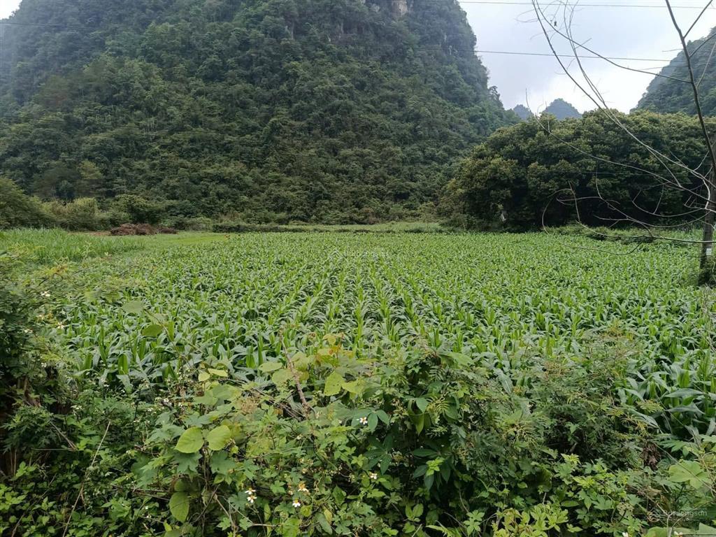 Bán đất tại đình phong, trùng khánh, cao bằng, 400 triệu, 1000 m2  hot