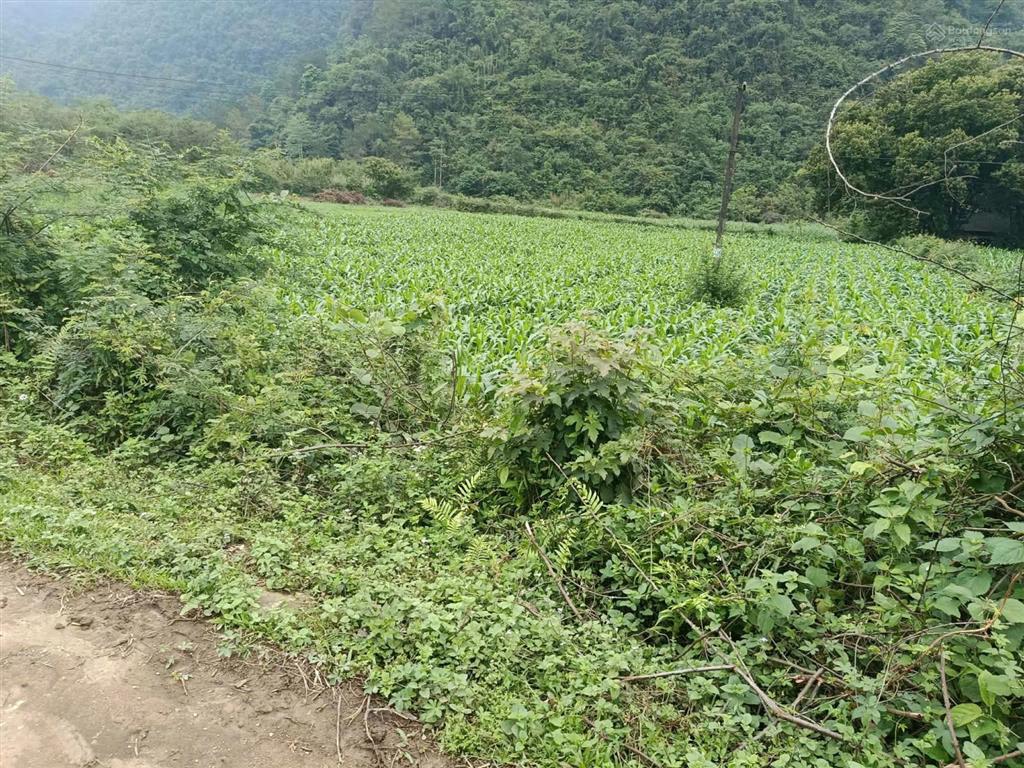 Bán đất tại đình phong, trùng khánh, cao bằng, 400 triệu, 1000 m2  hot