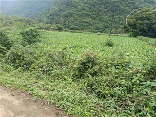 Bán đất tại đình phong, trùng khánh, cao bằng, 400 triệu, 1000 m2  hot