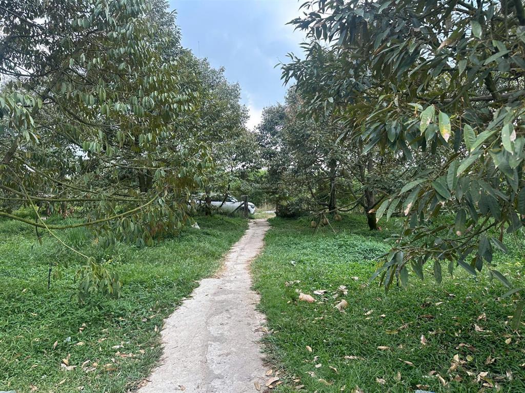 1,2ha sầu riêng 8 năm, 160 gộc thu 22 tấn 1 năm. giá 6,2 tỷ