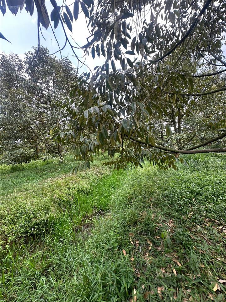 1,2ha sầu riêng 8 năm, 160 gộc thu 22 tấn 1 năm. giá 6,2 tỷ