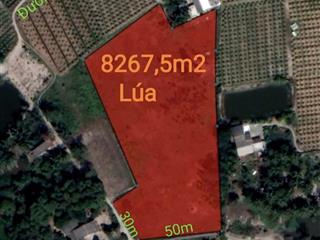 Bán lô đất lúa làm dự án dân cư giá 6,5 tỷ