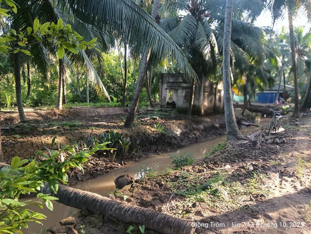 Vườn dừa đang cho trái giá tốt chính chủ cần bán