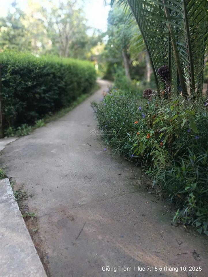 Vườn dừa đang cho trái giá tốt chính chủ cần bán