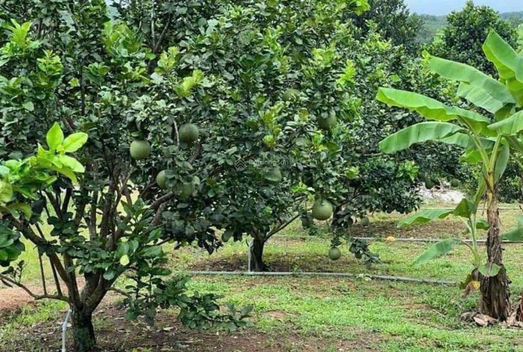 Chủ cần bán miếng đất vườn giá rẻ ngộp, có sẵn cây bưởi trên đất