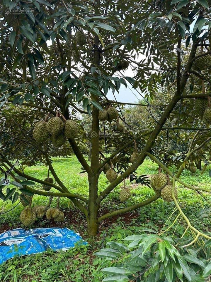 Chính chủ bán miếng đất vườn sầu riêng diện tích lớn giá ngộp
