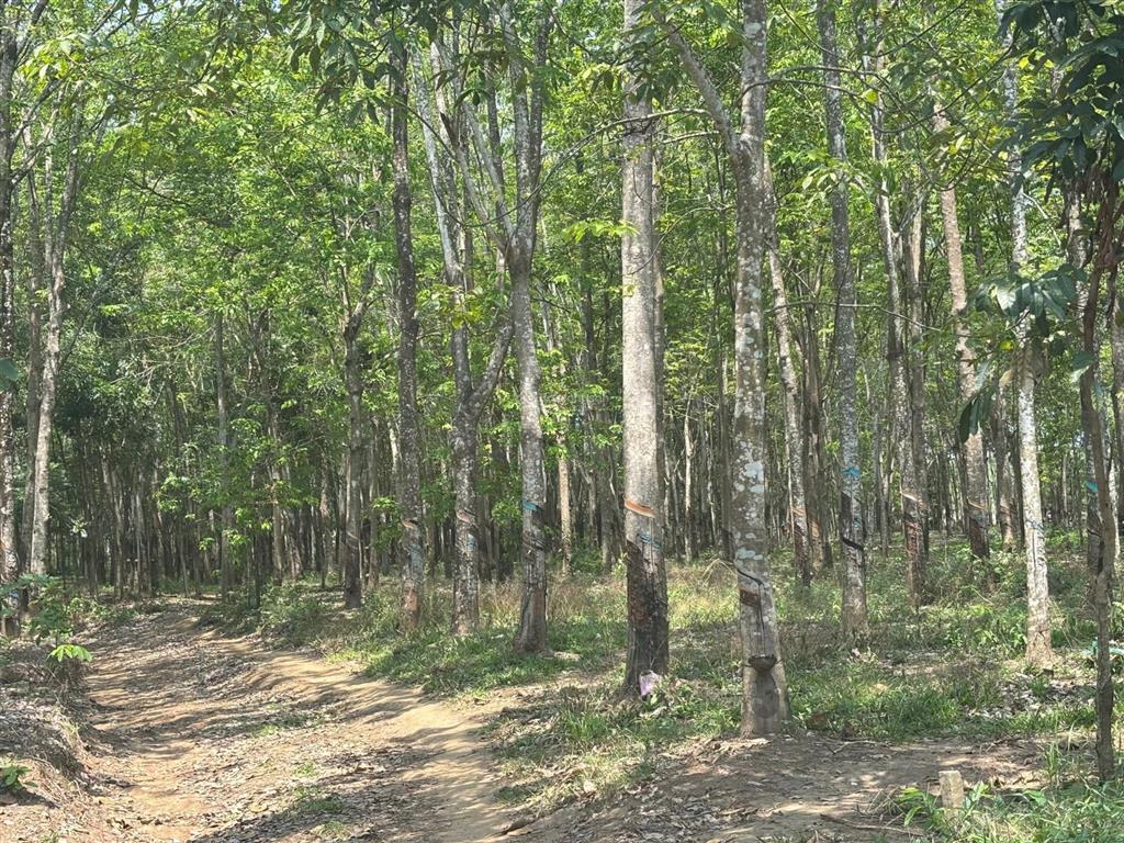 Bán nhanh đất rẫy cao su 31.371,3 m2 vĩnh hòa, giá 1x tỷ