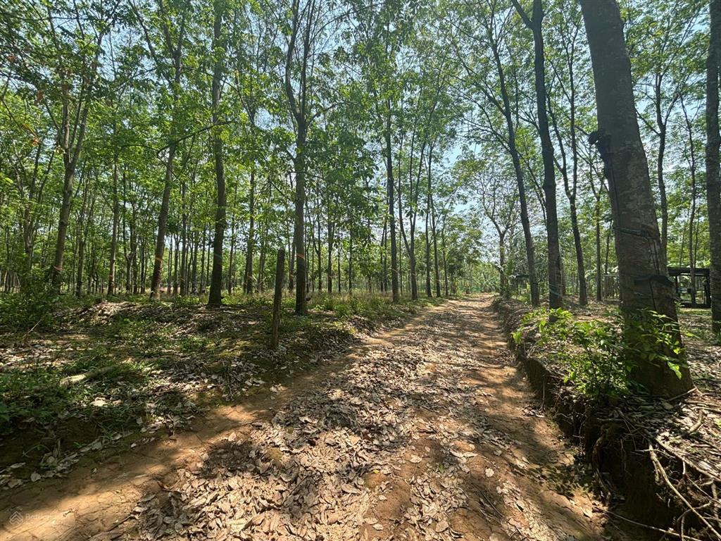 Bán nhanh đất rẫy cao su 31.371,3 m2 vĩnh hòa, giá 1x tỷ