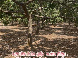 Làm ăn thua lỗ, nên chủ bán vườn điều trả nợ 2 sào 6. giá 250tr/sào. đường xe hơi vào tận vườn