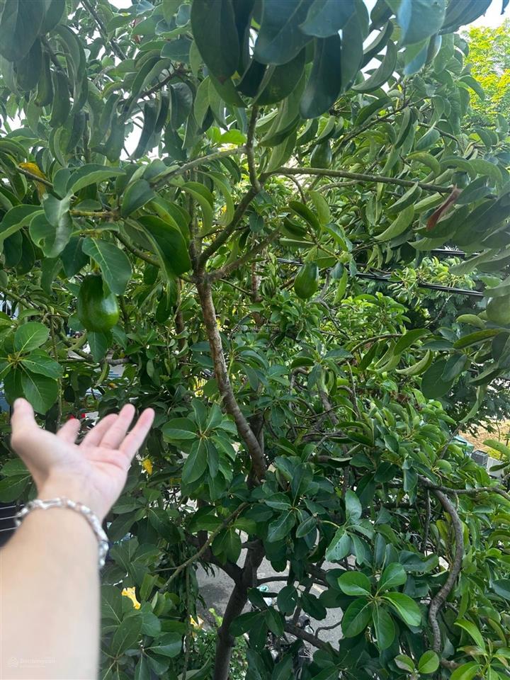 Hàng hiếm! hạ giá bán tòa căn hộ 4 tầng  lô góc sát bên là công viên, mặt tiền mỹ an